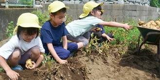 芋を掘り起こす園児ら