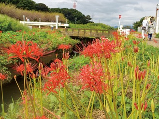 開花し始めたヒガンバナ(9月21日撮影)