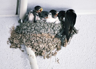 親鳥が運んでくる餌に口を開けるひな