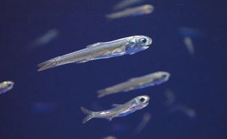 新江ノ島水族館生まれのカタクチイワシ（同館提供）