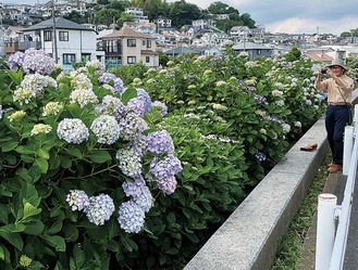 境川沿いに咲くアジサイ（６月３日撮影）