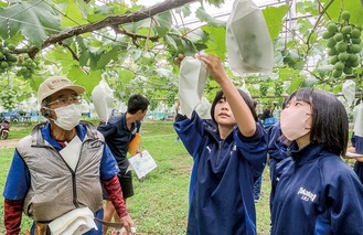 岸田さん（左）の手ほどきでブドウに紙袋をかぶせる高倉中の生徒ら