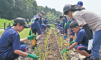 ボランティアと植え付けを行う生徒ら