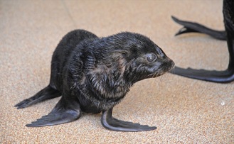 赤ちゃんの成長見守って