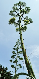 梅雨の晴れ間の空に向かって、すっくとそびえ立つアオノリュウゼツラン＝15日撮影