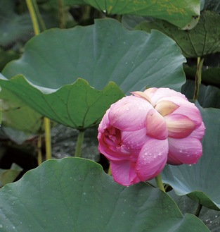 背中合わせに花を咲かせる双頭蓮＝17日早朝撮影