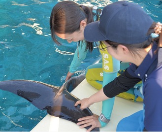 イルカの尾びれに採血用の針を刺すため、姿勢のトレーニングをするトリーターの浦崎さん（左）と獣医師の白形さん