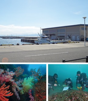 ダイビングステーションが整備される片瀬漁港（上）、江の島海底のソフトコーラル（左下・提供）、過去の磯焼け調査（右下・同）