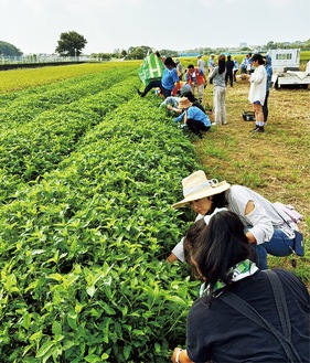 晴天の下藍を収穫する参加者ら