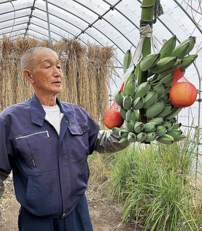 熟成させるバナナの出来を確認する小林さん