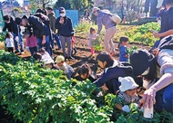 「大きな大根とれたよ」