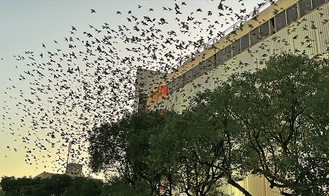 藤沢駅のムクドリ