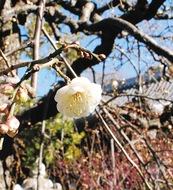 蕾開き、春ふわり