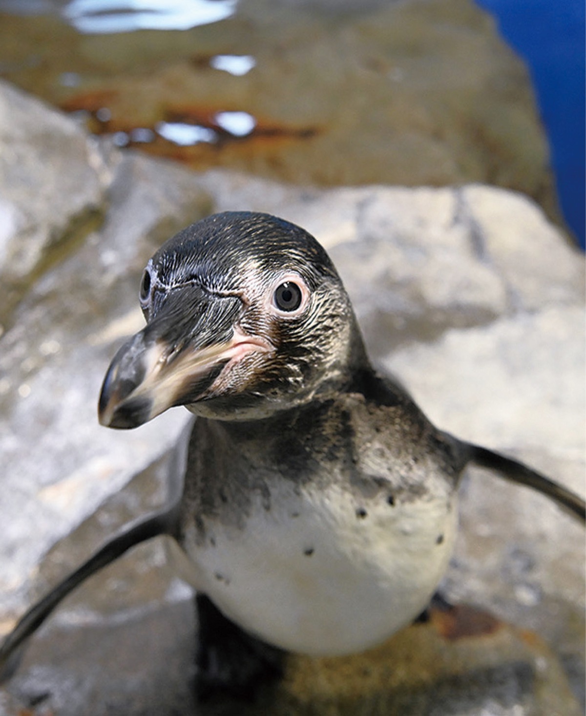 愛称「イト」に 新江ノ島水族館のペンギン | 藤沢 | タウンニュース