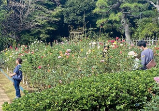 202種245株が植えられたバラ園＝16日