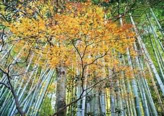 報国寺の竹林