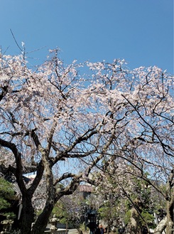 本覚寺の枝垂桜