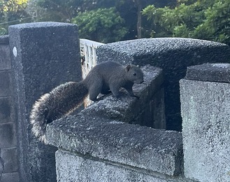 市内に多く生息するタイワンリス＝５日・大町