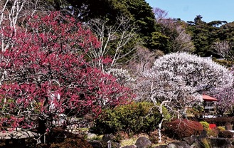 長谷寺の梅