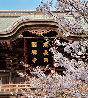 建長寺の桜