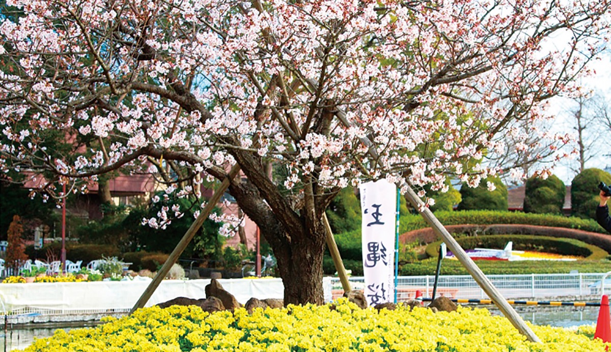 大船のシンボルで地域活性化 玉縄桜100年の杜 事業 鎌倉 タウンニュース