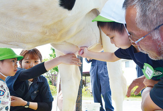 大きな牛にワクワク・ドキドキの乳搾り