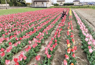 「元気の証」チューリップ１万本