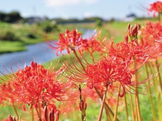 彼岸花が群生し、辺り一面を真っ赤に染めていく＝９月19日