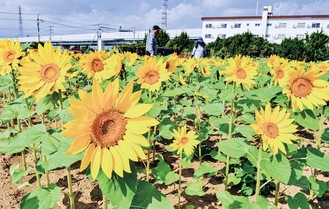 冬咲きのひまわりが一面広がる＝10月28日撮影