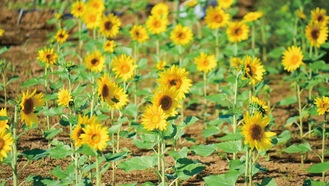 萩園の冬咲ひまわり開花