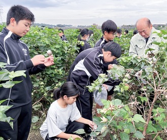 コットンを収穫する木村町長（右端）と寒川東中の生徒たち