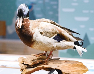 展示中のマガモの剥製（オス）