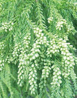 花粉を飛散する雄花の着花状況（南足柄市大雄町 令和6年11月11日撮影・県提供）