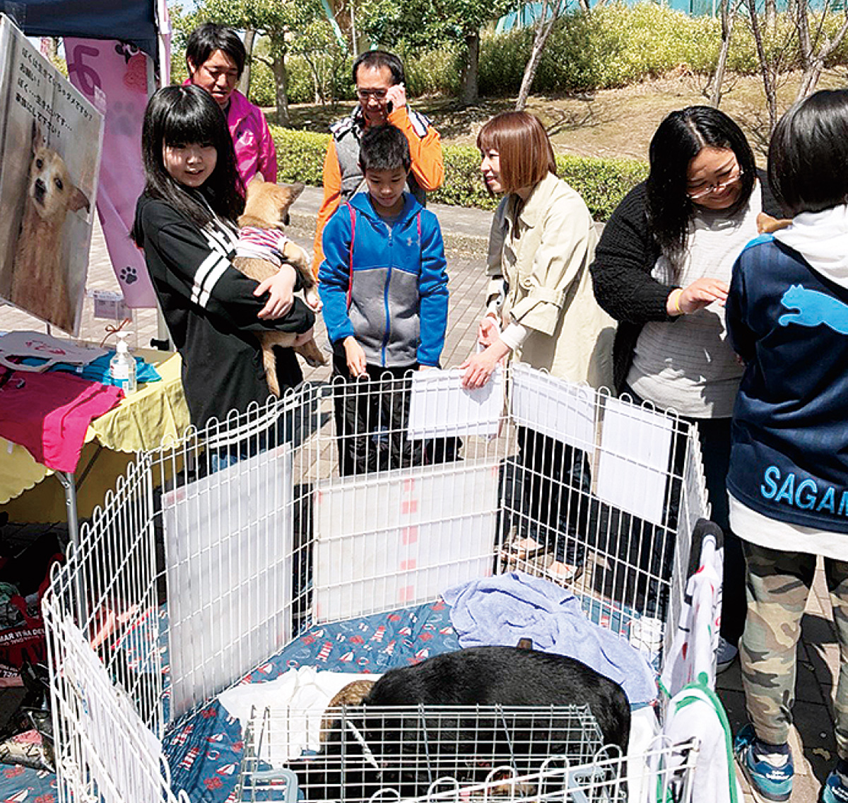 保護犬譲渡会イベント 10月6日 中央公園 茅ヶ崎 タウンニュース