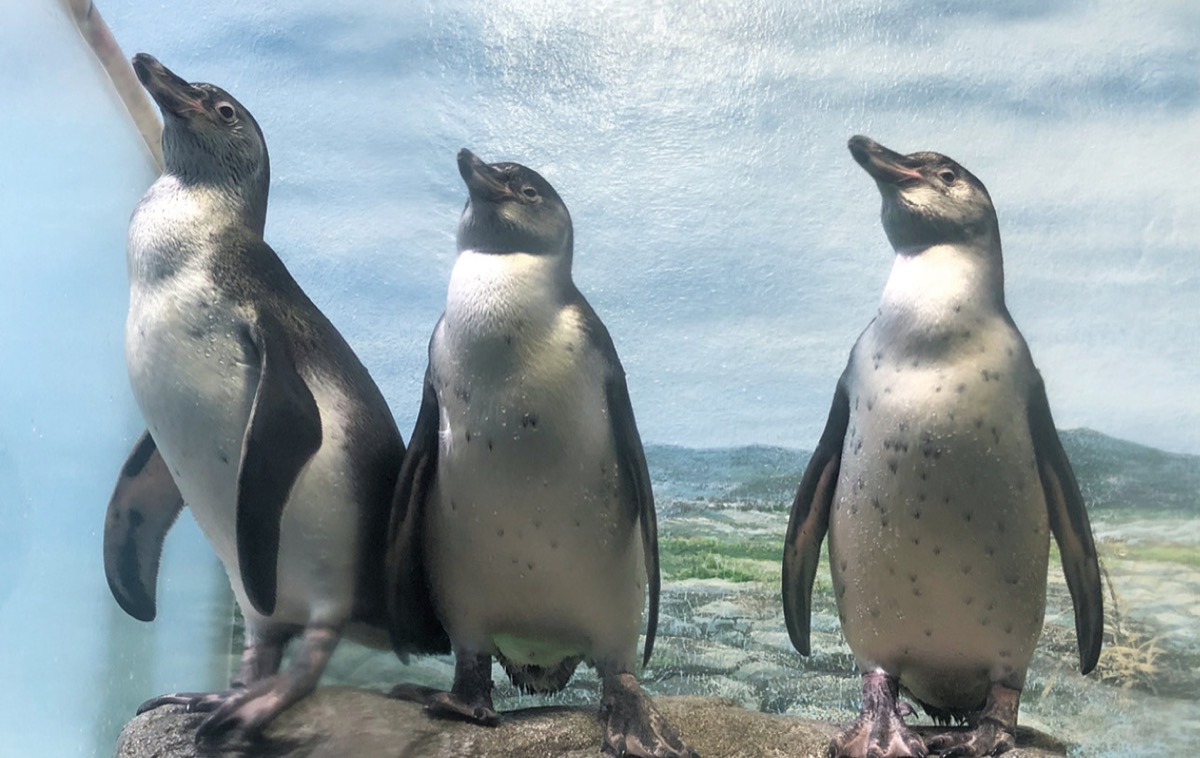 素敵な愛称つけて えのすい ペンギン３羽 | 茅ヶ崎 | タウンニュース