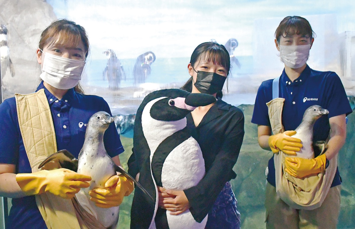 愛称 ポピー と リリー 新江ノ島水族館のペンギン２羽 茅ヶ崎 タウンニュース