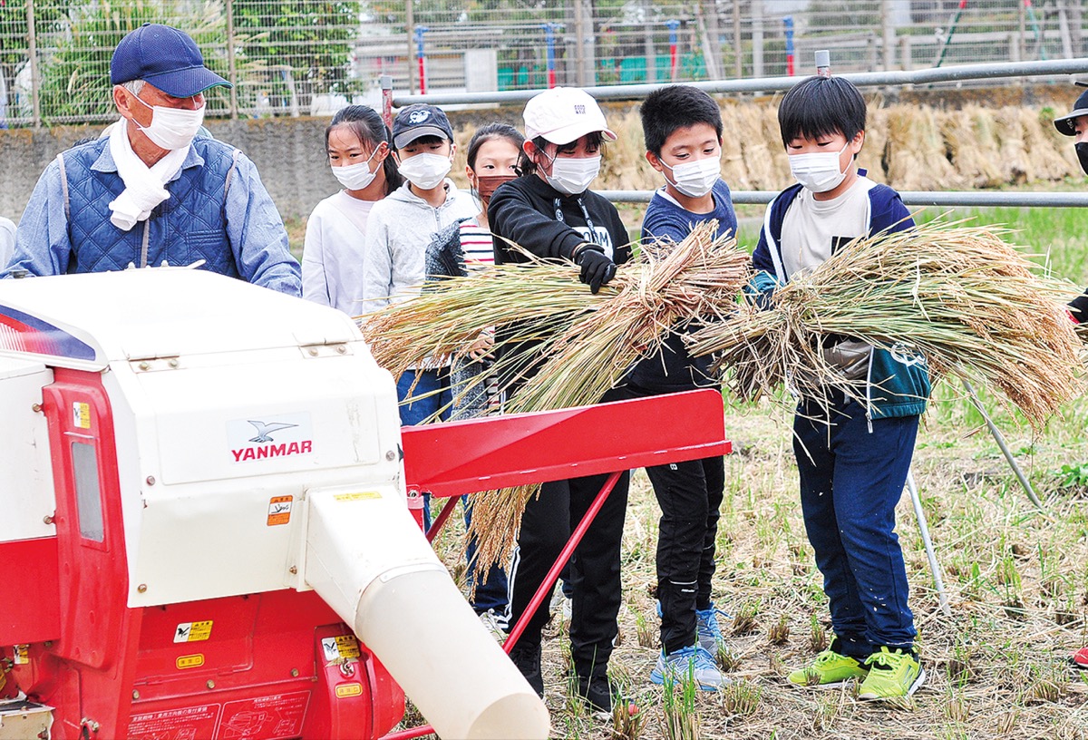 浜之郷小で脱穀作業 ５年生が通年で米作り 茅ヶ崎 タウンニュース