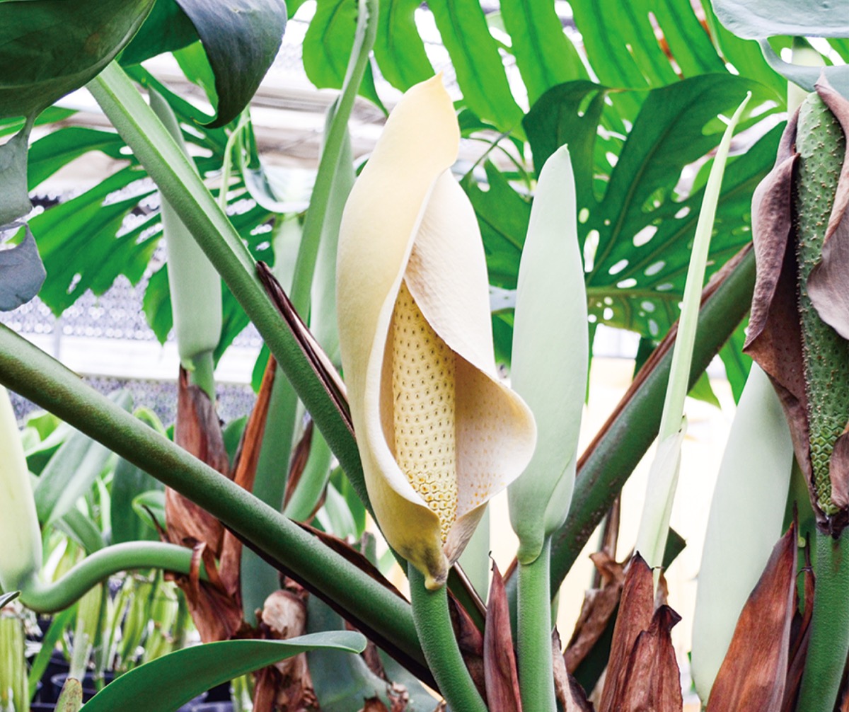 モンステラが開花 茅ヶ崎洋蘭園が栽培 | 茅ヶ崎 | タウンニュース