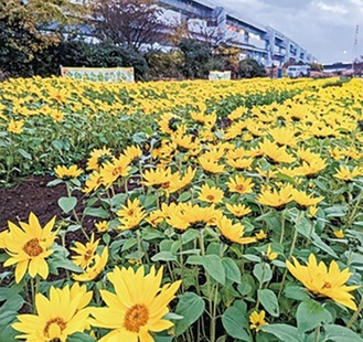 冬に咲くひまわり＝川とのふれあい公園