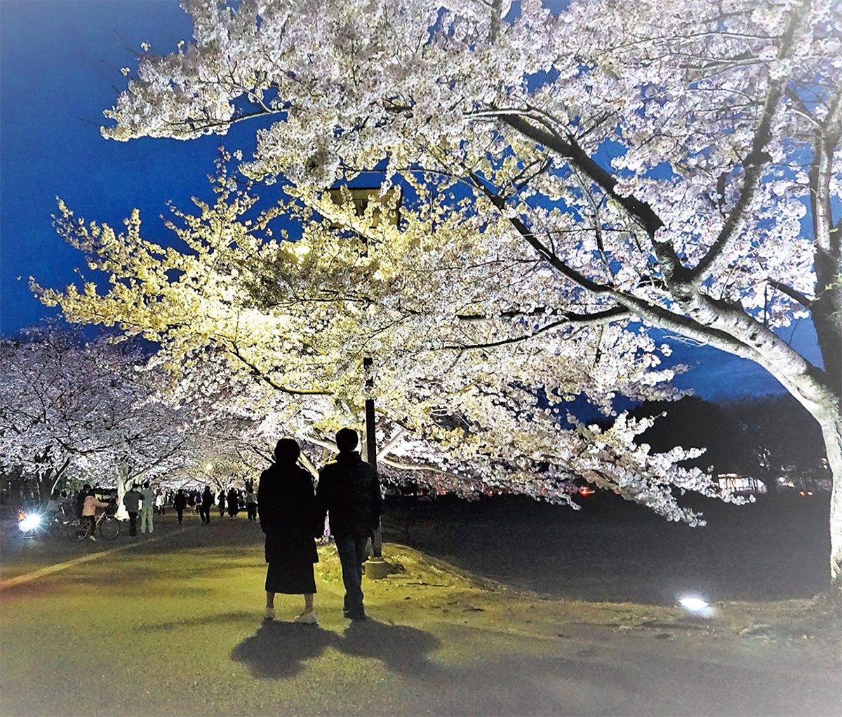 満開合わせライトアップ さむかわ中央公園の桜 寒川 タウンニュース