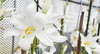 純白の花弁輝くマドンナリリー