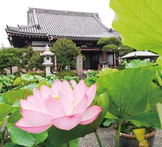 涼しげ、ハスの花見頃