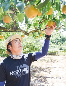 丁寧に梨をもぐ生産者の横山さん