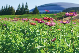 日差し浴び百日草開花