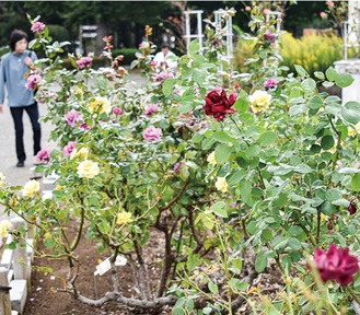 香りも華やか 秋バラ見頃