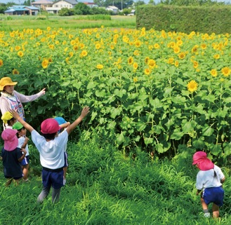 ２メートル以上に成長したひまわり（７月24日撮影）