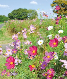 例年より遅れて開花したコスモス（10月14日撮影）