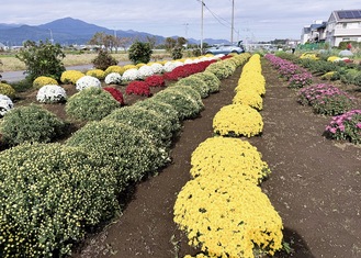 市内各所でざる菊見ごろ