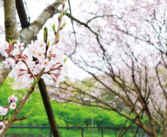 満開時の大磯小桜