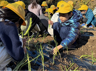 タマネギの苗を植える児童